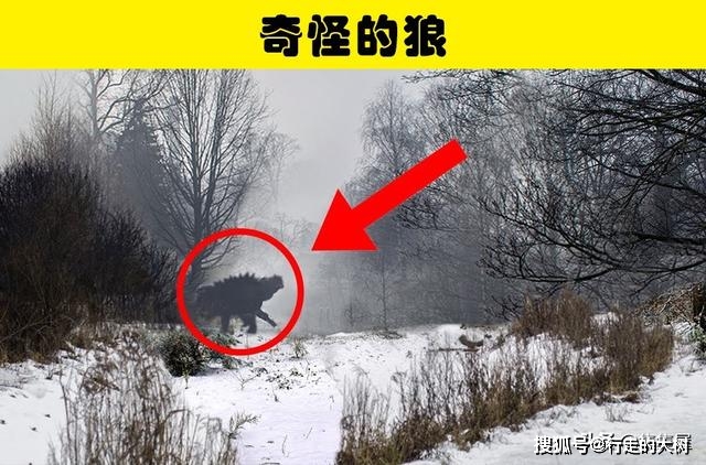 巴泽特_巴泽特配音_巴泽特配音演员是谁