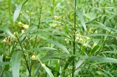 飞蓬草_飞蓬_飞蓬草图片
