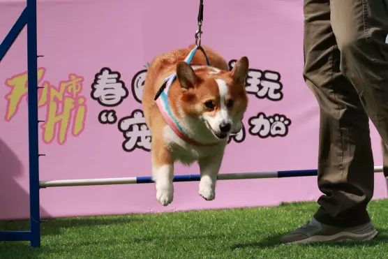 宠物狗手机游戏大全_宠物狗狗游戏_手机宠物狗游戏