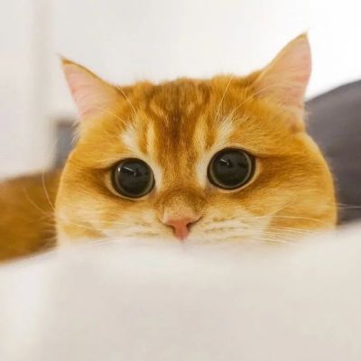 头像猫咪可爱图片大全_头像猫咪图片可爱_头像猫咪可爱图片呆萌