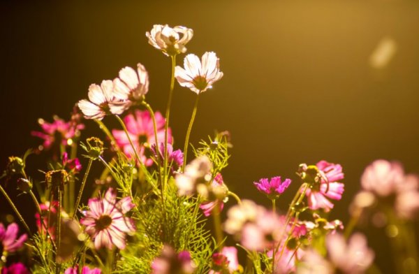 花时间英语_时花_花时日醉破春愁