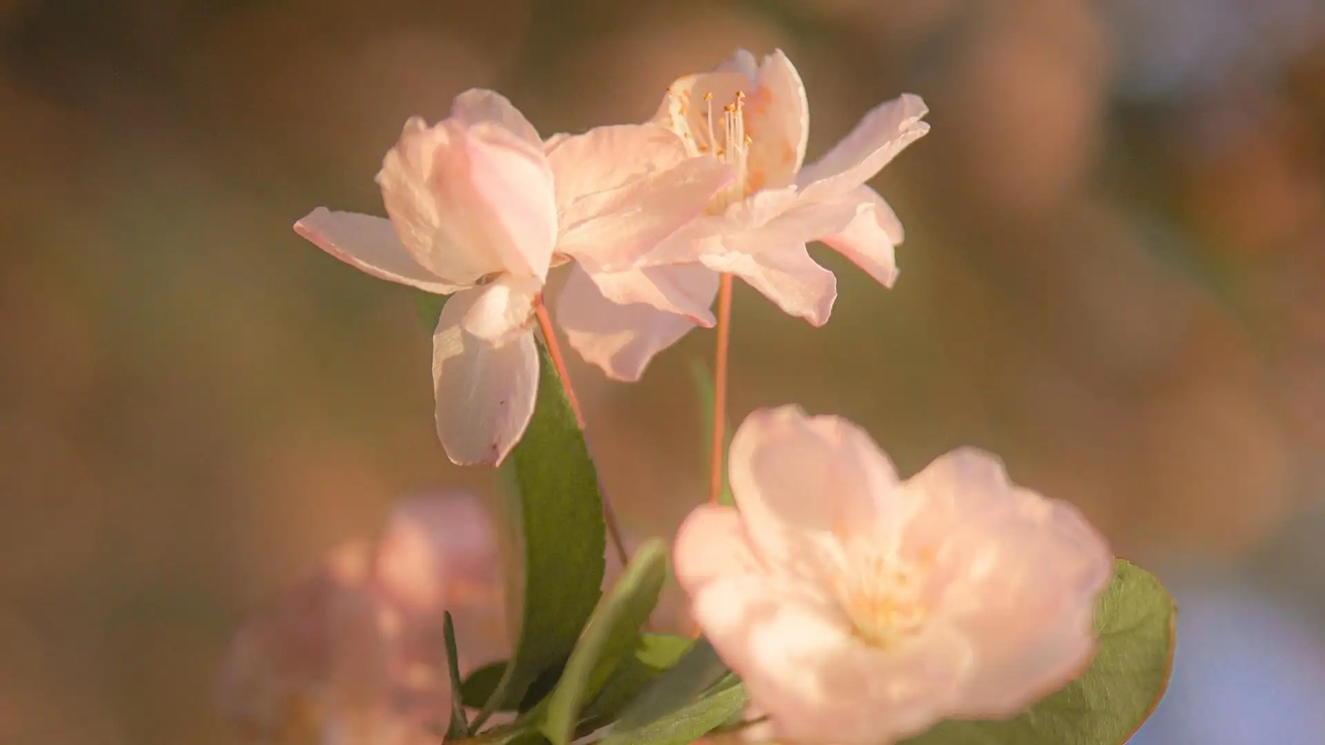 花时日醉破春愁_时花_花时间英语