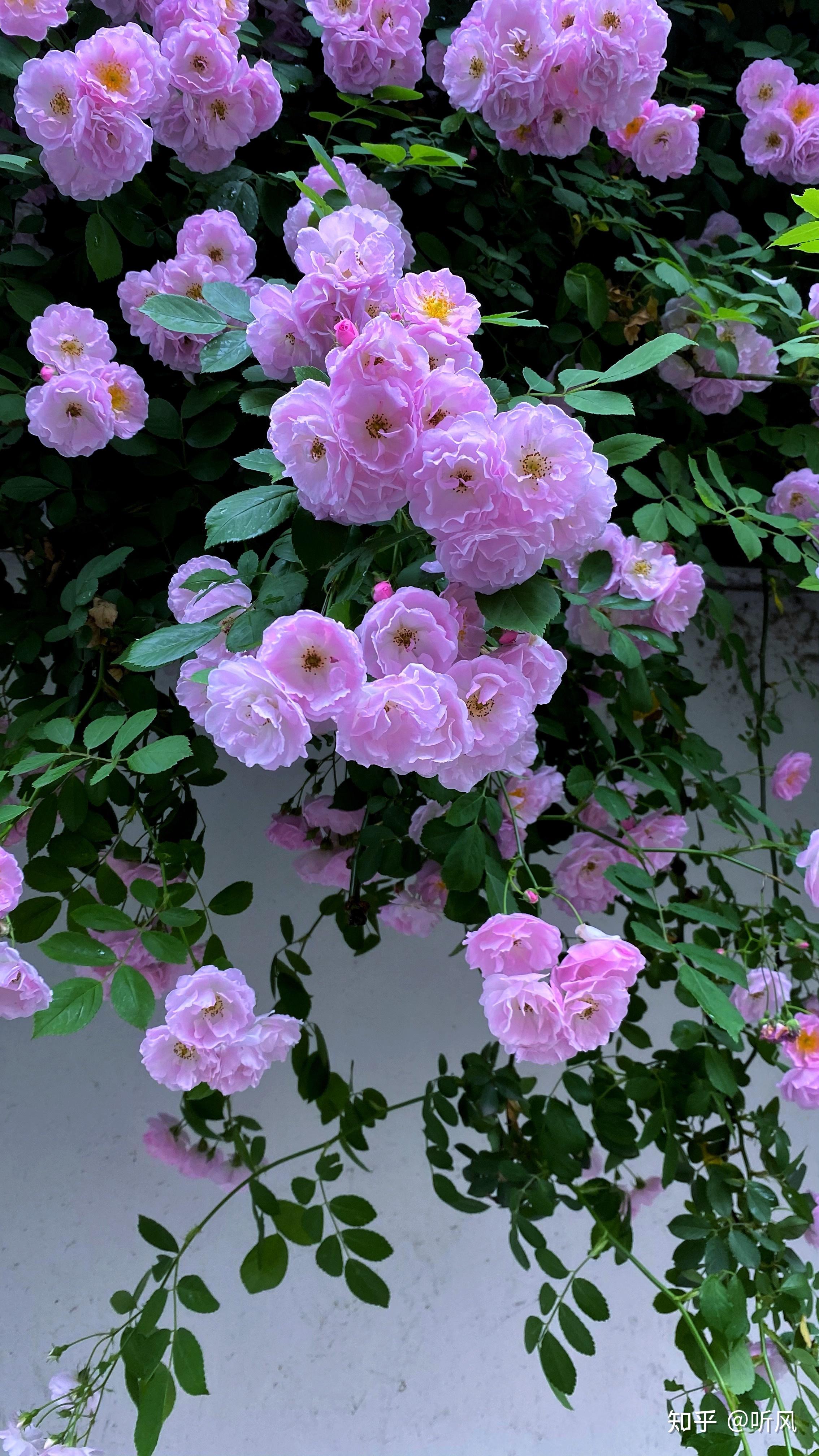 杭州梅雨时节是什么季节_杭州梅雨季节_杭州梅雨季