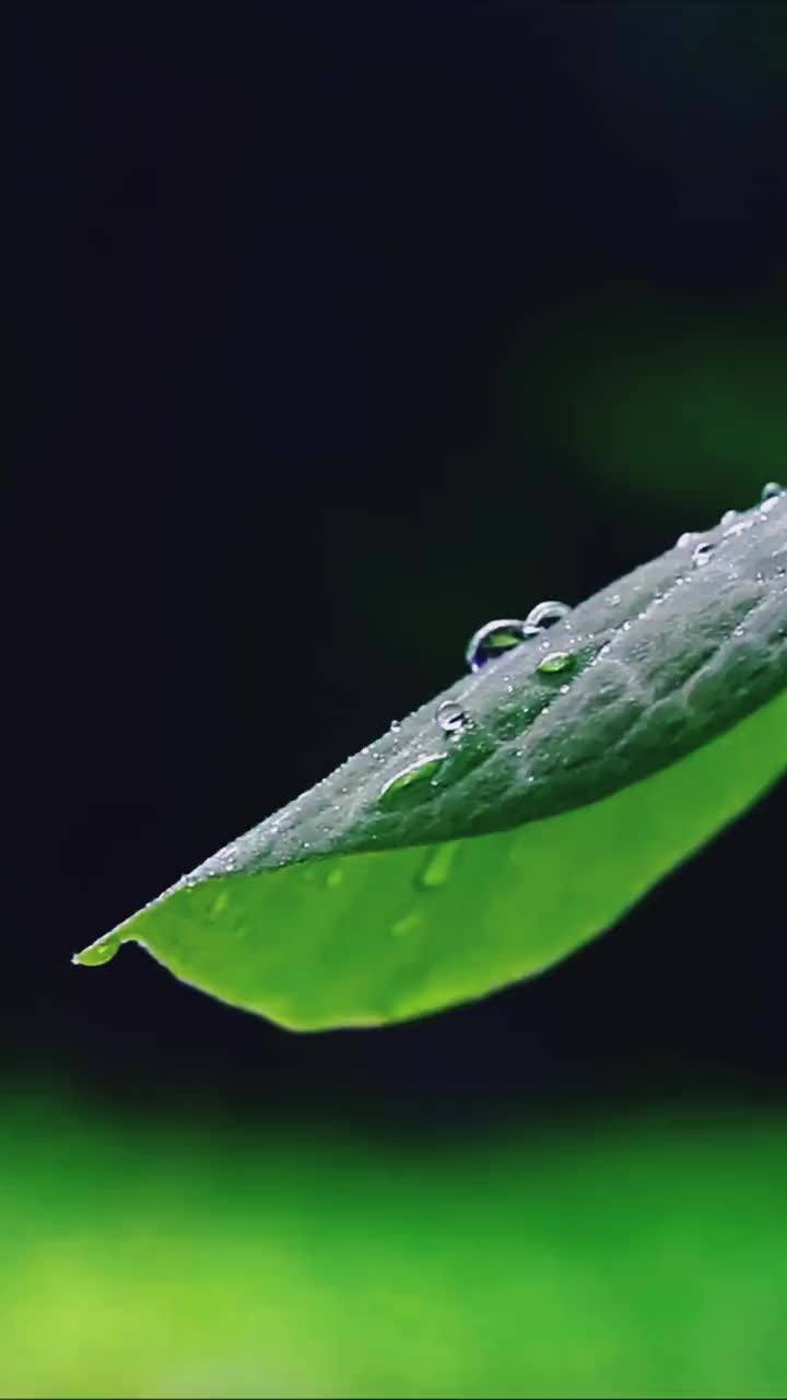 简影下载_简影_catch简影