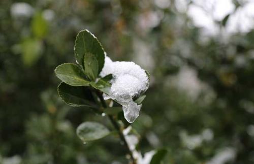 小雪意思是什么_小雪意思是下雪的天气吗_小雪是什么意思