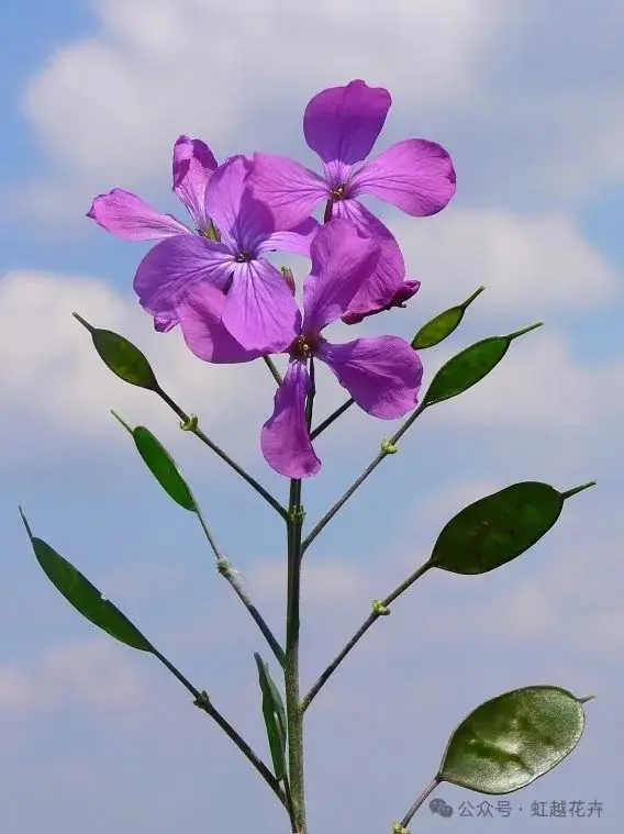 晚春时节_晚春是什么时候_晚春从什么时候开始