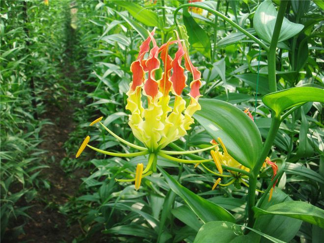 栗花落香奈乎人设_栗花落香奈乎的鞋_栗花落香奈乎